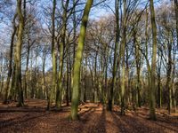 Suche Waldgrundstück / Forst Nordrhein-Westfalen - Bottrop Vorschau