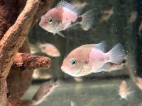 Marble Fenestratus Cichlid Vieja fenestrata  Cichlasoma Baden-Württemberg - Rangendingen Vorschau