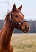 13-jährige Stute als gehobenes Freizeitpferd abzugeben Brandenburg - Cottbus Vorschau