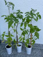 Tomatenpflanzen - NUR NOCH KURZE ZEIT Hessen - Groß-Zimmern Vorschau
