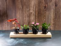 Pflanzenständer mit Pflanz-Tassen - Massivholz Blumenständer NEU! Hessen - Burghaun Vorschau