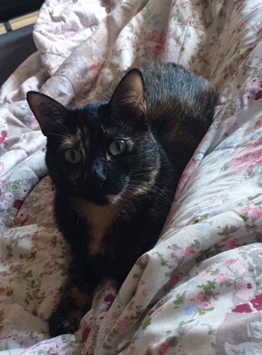Katze Matilda vermisst in NordrheinWestfalen Gelsenkirchen Katzen