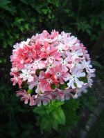 Brennende Liebe ,Carnea' Lychnis chalcedonica Staude Rabatte Hessen - Liebenau Vorschau