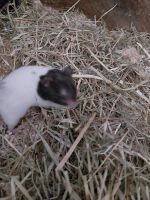 Hamster weibchen Nordrhein-Westfalen - Remscheid Vorschau