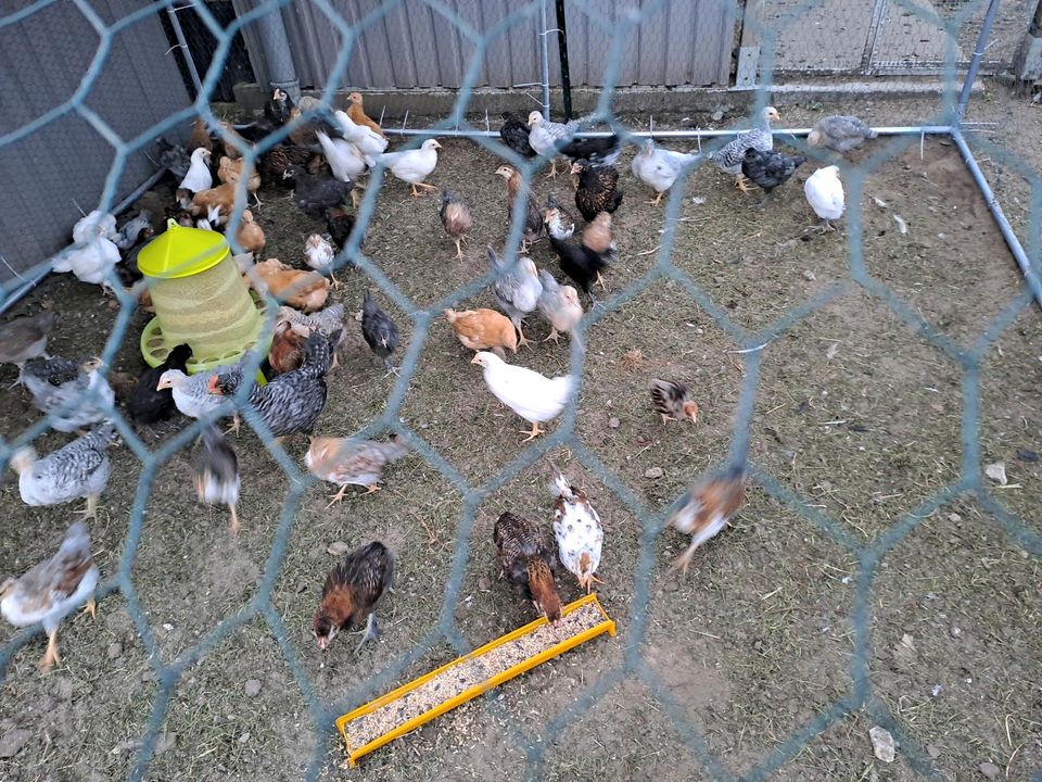 Hühnerküken in Beeskow