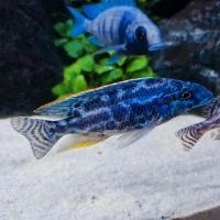 Nimbochromis Linni Malawi Niedersachsen - Laatzen Vorschau