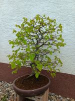 Bonsai - Hainbuche, Carpinus Rheinland-Pfalz - Staudernheim Vorschau