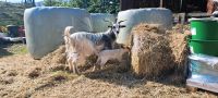 Ziege mit lamm Nordrhein-Westfalen - Oberhausen Vorschau