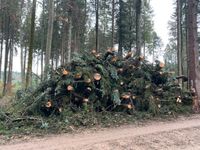 Energieholz Hackgut Hackmaterial Baumkronen Astmaterial Hessen - Reichelsheim (Wetterau) Vorschau