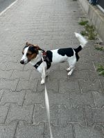 Jack Russel Terrier Berlin - Treptow Vorschau
