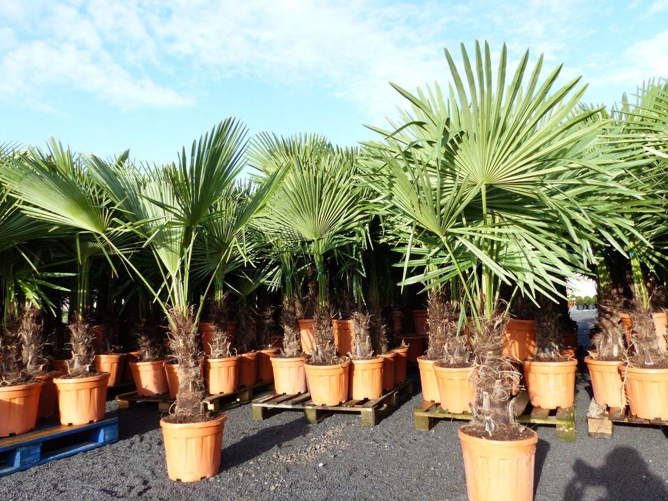 XXLPalme Stammhöhe 40-50 cm winterhart 160-180 cm Trachycarpus in Goch