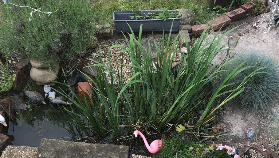 Wasserlilien/ Wasserpflanzen zu verschenken in Bremen