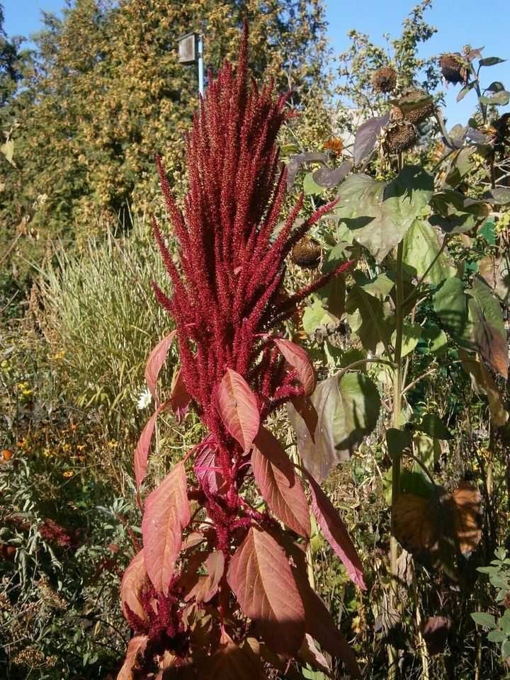 AMARANTH "All Red" (Amaranthus caudatus) VIOLETT - SAMEN in Lutherstadt Wittenberg