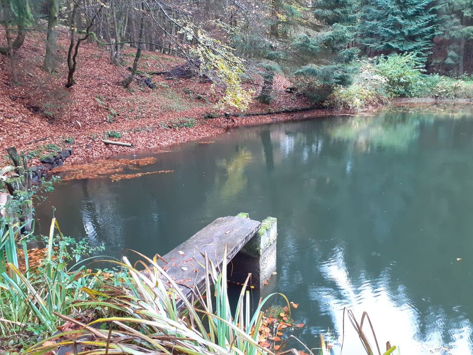 Teich - Angelteich - Fischteich - Waldgrundstück - Idylle in Bad Hersfeld