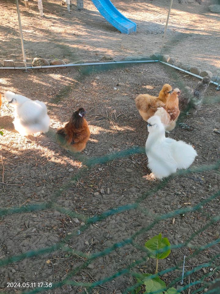 Zwergseidenhühner Seidenhuhn Küken in Haldensleben