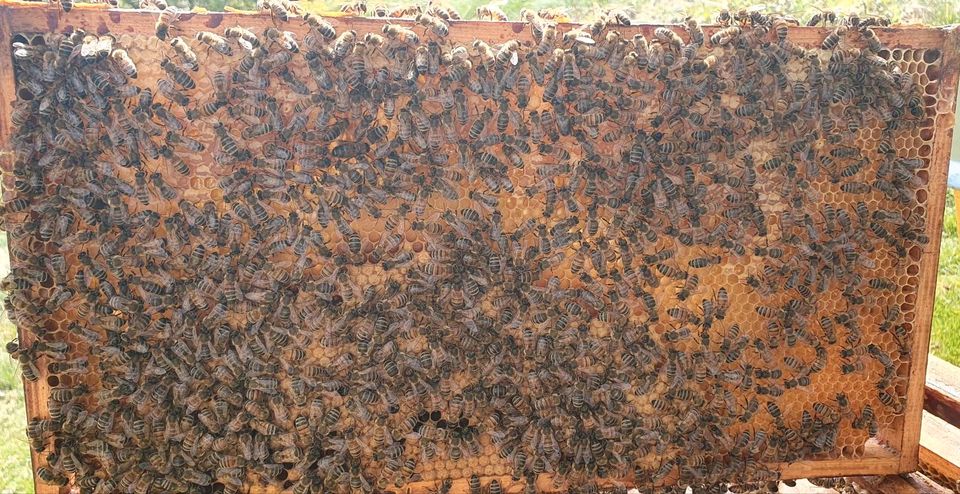 Bienenvölker, Wirtschaftsvölker, Ableger Zander in Teublitz
