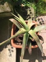 große Aloe vera Pflanze 100 cm Bayern - Fürth Vorschau