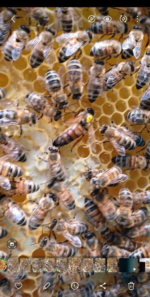 fleißige Bienenvolk / Ableger auf DNM zu verkaufen in Berlin