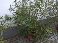 Oleander Kübelpflanzen Thüringen - Ziegelheim Vorschau