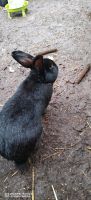 Kaninchen Mischlinge Nordrhein-Westfalen - Lienen Vorschau