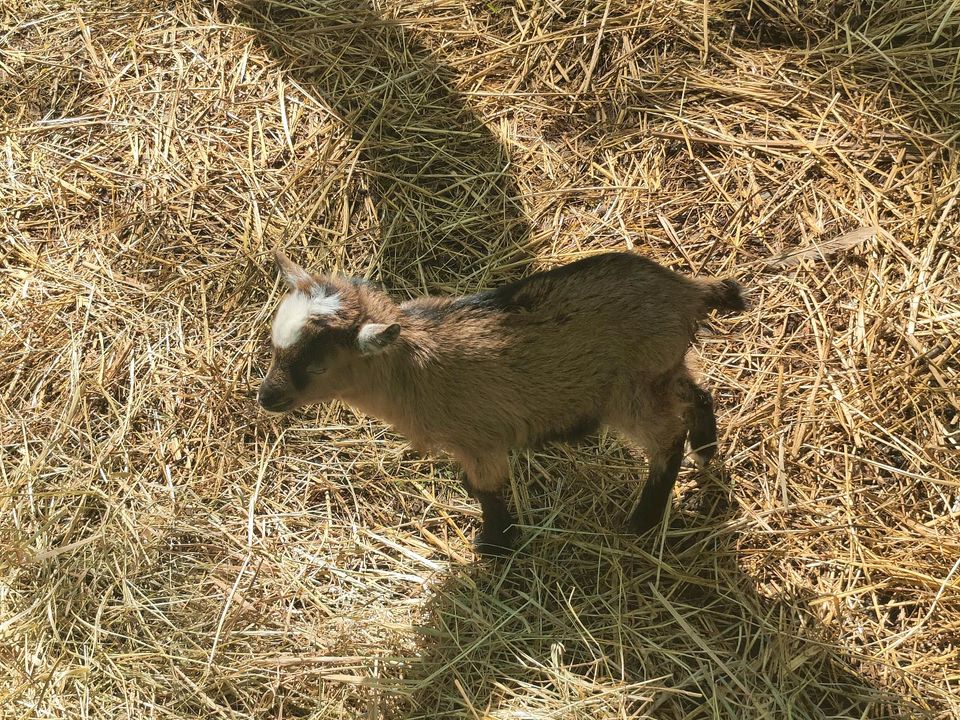 Junger Zwergziegen Bock zu verkaufen in Beindersheim