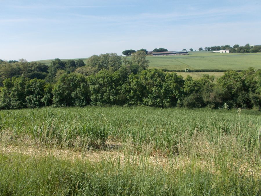 Rentables Miscanthusfeld, Lagerplatz, Waldstück in der Nähe von Kobern-Gondorf in Kobern-Gondorf