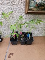 3. Tomaten Paket  Tomatenpflanzen  gelbe Birnentomate Niedersachsen - Einbeck Vorschau