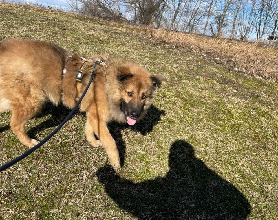 Brian sucht liebevolle Adoptanten in München