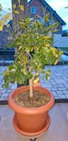 Pampelmuse, Zitruspflanze 80cm plus Topf, essbare Früchte Nordrhein-Westfalen - Jüchen Vorschau