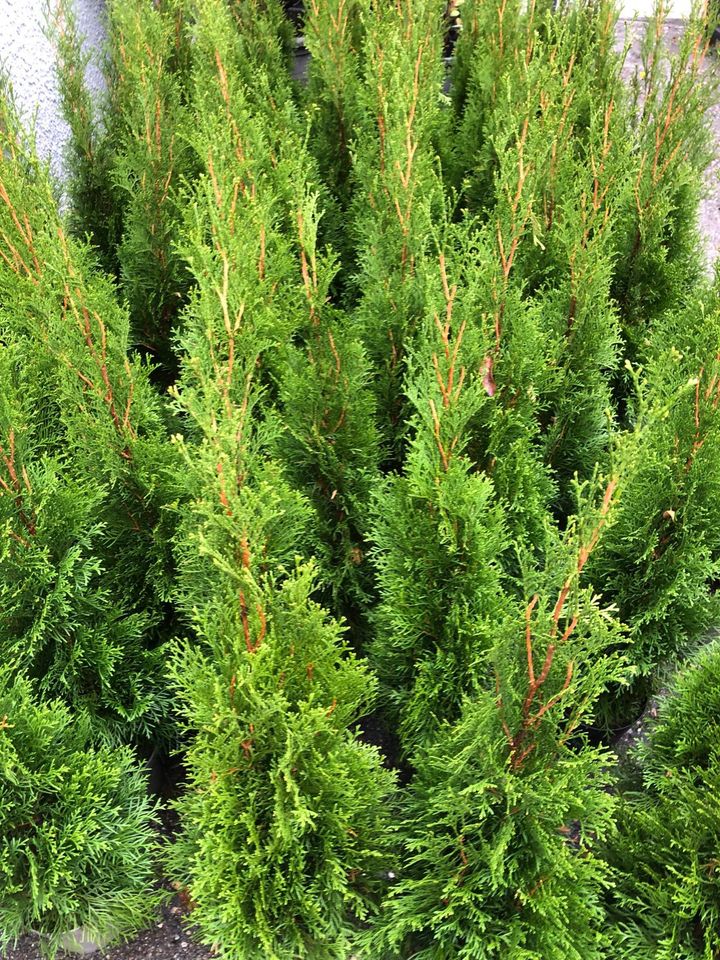 Sonderangebot: 12 x Thuja Smaragd 80-100 cm *Kostenloser Versand* in Norderstedt