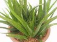 Aloe Vera Heilpflanze Baden-Württemberg - Schwäbisch Gmünd Vorschau