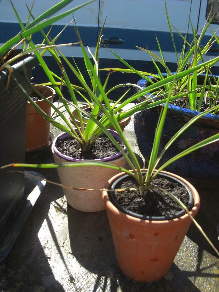 winterharte Yucca Yucca filamentosa Colour Guard selbst gezogen in Weil der Stadt