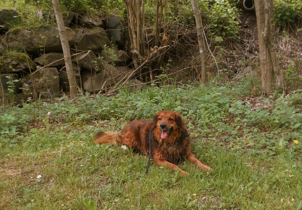 Menschen und ihre Fellnasen zum spielen gesucht in Schmallenberg