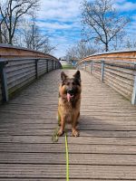 Schäferhund Rüde Bayern - Weiden (Oberpfalz) Vorschau