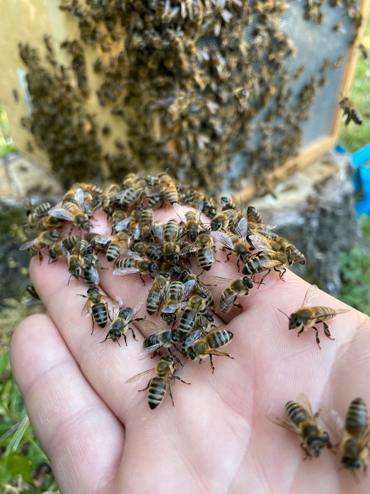 Bienenschwarm aus der Bienenkiste in Leipzig