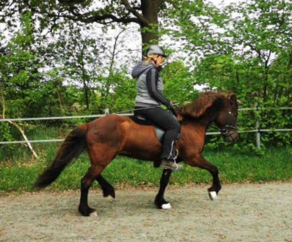 Isländer, Islandstute, tolle Allrounderin in Neumünster