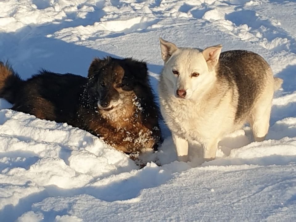 Ruhige GAYA ❤️ aus dem Tierschutz sucht ihre Menschen in Erftstadt