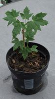 Feldahorn (Acer campestre) 2-jährige Pflanze (Bonsei?) Rheinland-Pfalz - Koblenz Vorschau