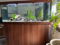 Aquarium Juwel Rio LED 450 in Top-Zustand! Nordrhein-Westfalen - Meerbusch Vorschau