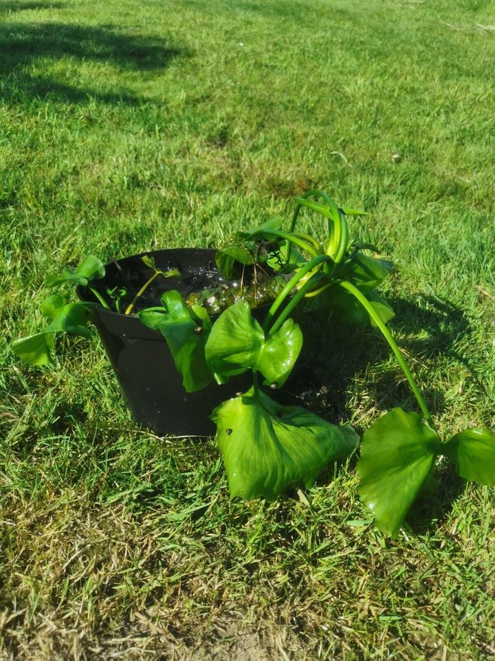 Nuphar lutea im XXL 3l Topf, große heimische Teichrose Seerosen in Melle