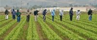 Erntehelfer ,Landwirtschaftlicher Mitarbeiter aus Rumänien Niedersachsen - Meppen Vorschau