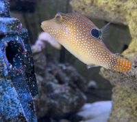 Augenfleck Spitzkopf Kugelfisch - Canthigaster solandri Herzogtum Lauenburg - Groß Grönau Vorschau