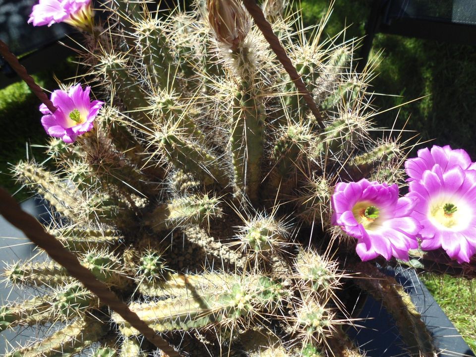 Echinocereus pentalophus var. procumbens 12jährig in Höxter