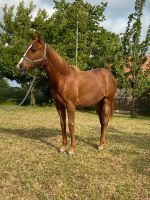 Quarter Horse Stute Bayern - Kirchenthumbach Vorschau