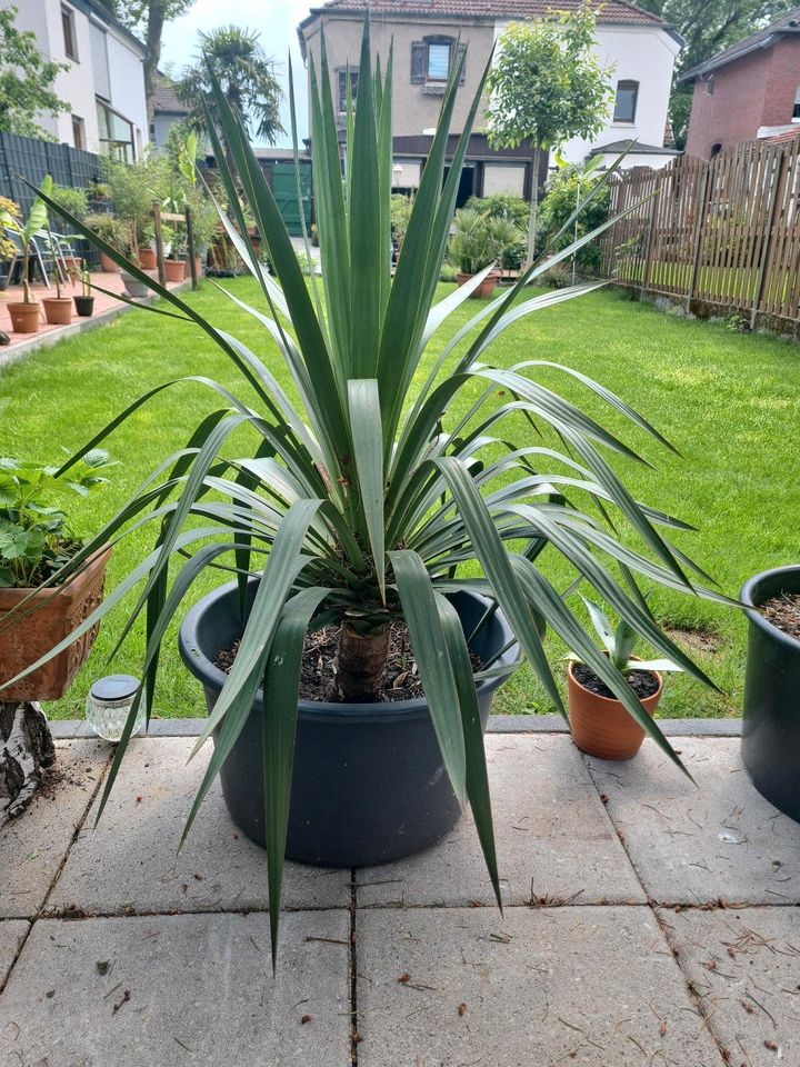 Palme Yucca winterhart in Duisburg