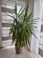 Yucca Palme ca. 1,80m Abholung Bayern - Nittenau Vorschau