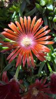 1 orangerote Mittagsblume / Delosperma "Ahmed Kathrada" Bayern - Karlstein Vorschau
