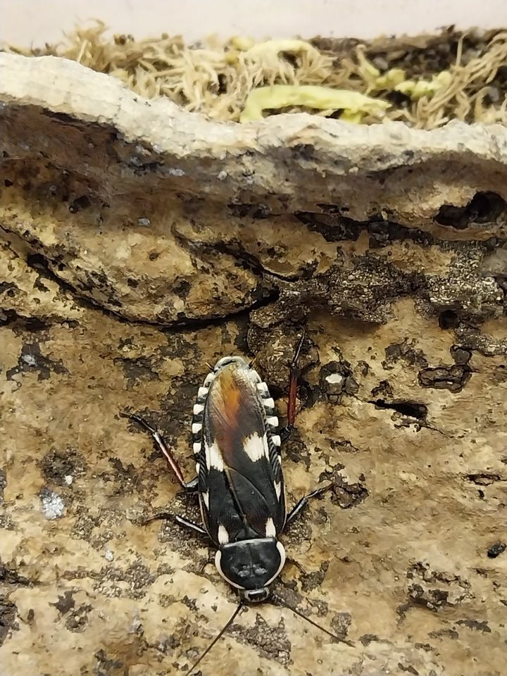 Paranauphoeta formonsana in Freiburg im Breisgau