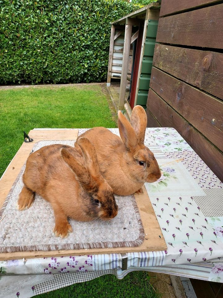 Junges Kaninchen/Hase (Häsin) in Neuenhaus