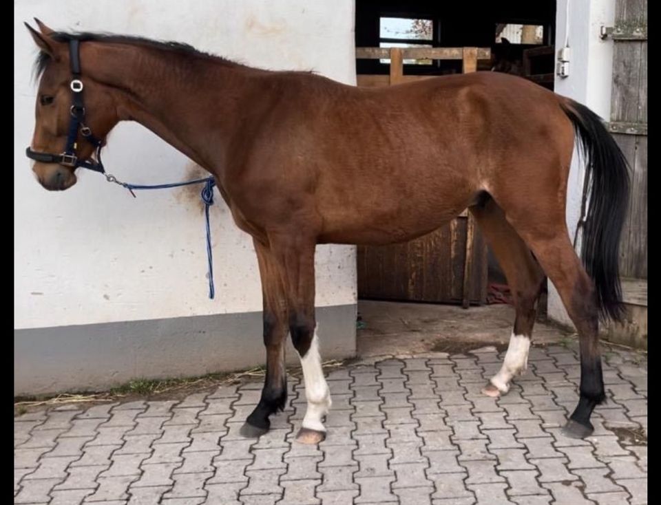 3 jähriger Wallach zu verkaufen in Hilpoltstein